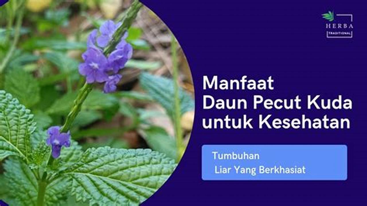 Manfaat Daun Pecut Kuda